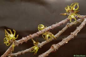 Image result for Cibirhiza