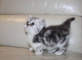 Short Legged Munchkin Kittens For Sale Simpang Free Classifieds In Singapore Munchkin Kitten Munchkin Cat Munchkin Kittens For Sale