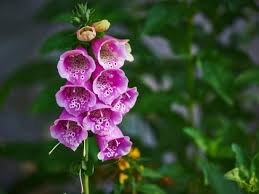 Looking for giant white flowers to match your giant purple flowers of the allium giganteum? 24 Deer Resistant Plants Hgtv