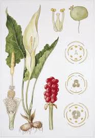 Image result for Araceae