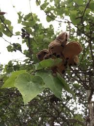 Image result for Sterculia rogersii