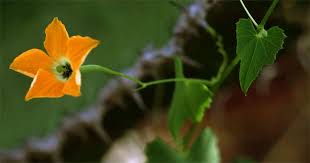 Image result for Momordica boivinii