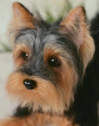 Create a winter wonderland with outdoor christmas decorations. Needle Felted Yorkie Fiber Artist Collectible Gift For Yorkie Lover Christmas Ornament Fiber Arts Art Collectibles Vadel Com
