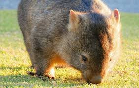 Image result for Common wombat