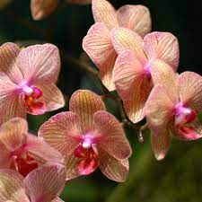 Pink Champagne Phalaenopsis Orchids All Year Flower Identification Phalaenopsis Orchid Orchid Photo