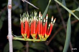 Image result for Englerina