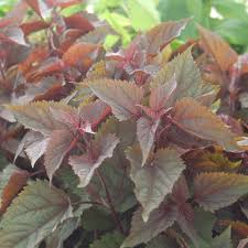 Image result for Monadenium rugosum