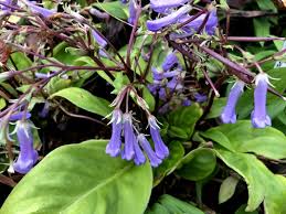 Image result for Argyreia