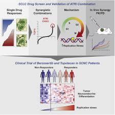 Check spelling or type a new query. Therapeutic Targeting Of Atr Yields Durable Regressions In Small Cell Lung Cancers With High Replication Stress Sciencedirect