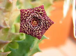 Image result for Orbea carnosa