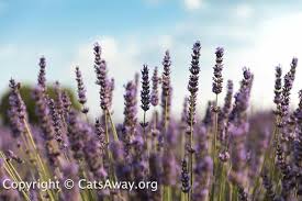 Inhaling the scent of lavender oil in the morning, 6 hours later, and at bedtime seems to improve pain, fatigue, distress, and mood in women on the first day tugut n, demirel g, baser m, ata ee, karakus s. Do Cats Like Lavender Page 1 Of 0 Cats Away