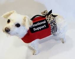 Emotional Support Dog Training In Northern Virginia Northern Virginia Dog Training Blog