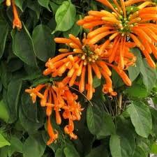 Image result for Pyrostegia