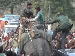 Tiger Hunting | Hunts Of The Past ...