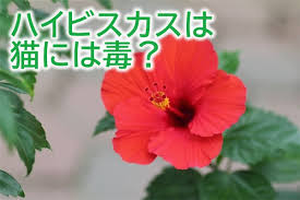 ハイビスカスは猫には毒 葉っぱをかじらせない飼い主の知恵