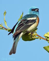 Image result for Passerina montana