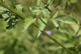 Image result for Bidens biternata