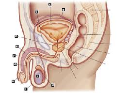 Discount99.us has been visited by 1m+ users in the past month Chet Rice Terminolog 2 The Male Reproductive System Labeling