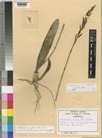 Image result for Bulbophyllum schinzianum