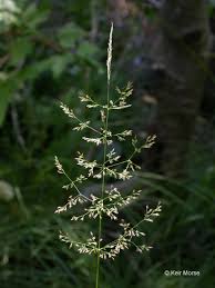 Image result for Agrostis