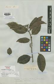 Image result for Ancylobothrys amoena