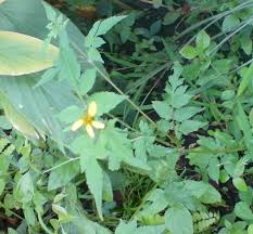 Image result for Bidens biternata