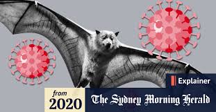 It was first identified in december 2019 in wuhan,. Coronavirus Australia Your Covid 19 Questions Answered