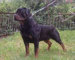Von Warterr Rottweilers German Rottweiler Breeder