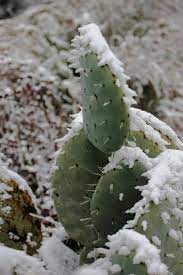 As others have noted, this will do it. Can A Frozen Cactus Be Saved Learn What To Do For Cactus Damaged By Cold
