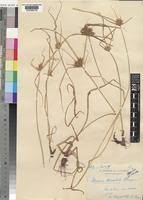 Image result for Cyperus chersinus