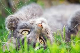Combining activities that test his response to audio stimuli can help you. Does Your Cat Have Cancer Here Are The Warning Signs You Need To Know
