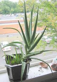 Choose a pot that's made out of clay or terracotta and ensure that it has good drainage holes. Growing Aloe Vera In Containers Indoors Backyard Agri Farming