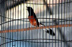 Akan tetapi ada beberapa banyak macam macam murai atau ciri ciri. Burungcantik Com Kolektor Burung Kicau Cantik Langka
