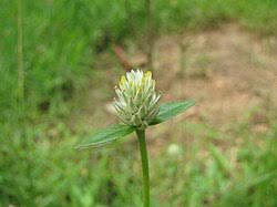 Image result for Gomphrena celosioides