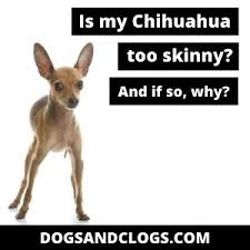 The caloric intake from treats should not exceed 10% of a dog's total daily caloric requirement. Is My Chihuahua Too Skinny And If So Why 7 Reasons 5 Tips