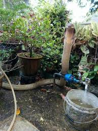 Nak bagi senang saya try diy simple sistem siram pokok automatik atau sistem fertigasi simple. Tengah Nak Siram Pokok Bunga Tibe2 Siakap Keli Press Facebook