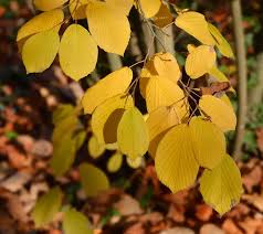 Image result for Hamamelis mollisi