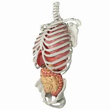 Characteristic of the vertebrate form, the human body has an internal skeleton with a backbone, and, as with the mammalian form, it has hair and mammary glands. Full Human Torso Anatomy 3d Model 159 Obj Ma Max Fbx Free3d