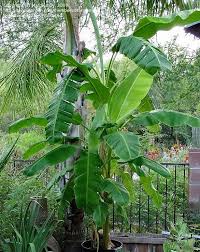 Banana farm management brought to you agribusiness philippines. Plantfiles Pictures Dwarf Banana Super Dwarf Cavendish Musa Acuminata 11 By Margiempv Plants Banana Plants Plant Leaves