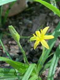 Image result for Hypoxidaceae