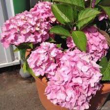 Check spelling or type a new query. Hortensie Rauschmittel Vergleichen Bis 45 Sparen Purovivo