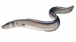 Jan 16, 2021 · eels in deep sea have gray or black color while those found in tropical reef have colorful patterns. The Weird World Of Eels To The Best Of Our Knowledge