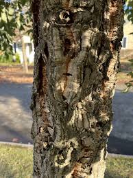 Image result for Quercus suber