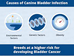 There are two types of bladder cancer in dogs transitional cell carcinoma (tcc) and urothelial cancer (uc). Bladder Cancer In Dogs Canna Pet