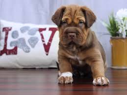 Delivering products from abroad is always free, however, your parcel may be subject to vat, customs duties or other taxes, depending on laws of the country you live in. Mini Hippo Dog Male Choc 2396408 Petland Lewis Center