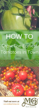 I take a chance and put them in two weeks before the. Tomato Growing Secrets How To Get Early Tomatoes Misfit Gardening