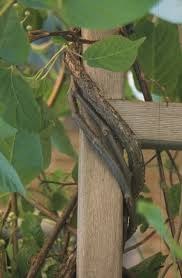 To see any directions, just click on the title & it will bring you there. Methods Of Attachment Vines Climbers Twiners U Of I Extension