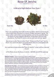 Rose Of Jericho Magic Herbs Magickal Herbs Magical Herbs