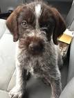 German Wirehaired Pointer Dog Breed Information