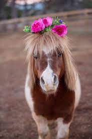 The american miniature horse association only counts miniature horses measuring 8.5 hands (34 inches) or less among its numbers. Mini Horse Convinces Neighbors To Adopt Him In The Sneakiest Way Cute Baby Horses Cute Ponies Funny Horses